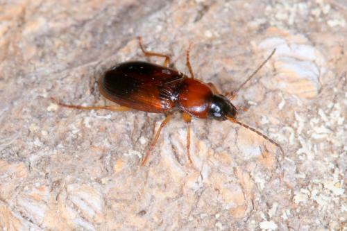 Stenolophus teutonus